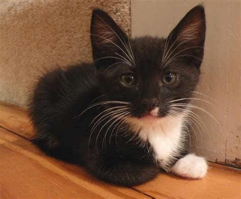 Tuxedo kitten. Things To Know About Tuxedo kitten. 